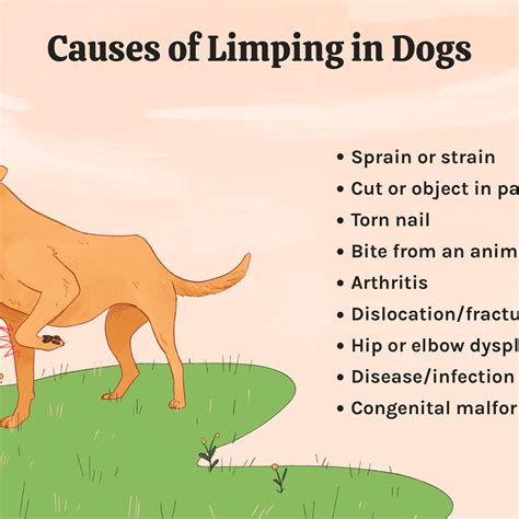 a guide to limber tail in dogs
